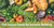 Fall Season Foods For Immune Building And Healthy Weight Loss